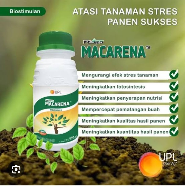 Macarena 250ml
