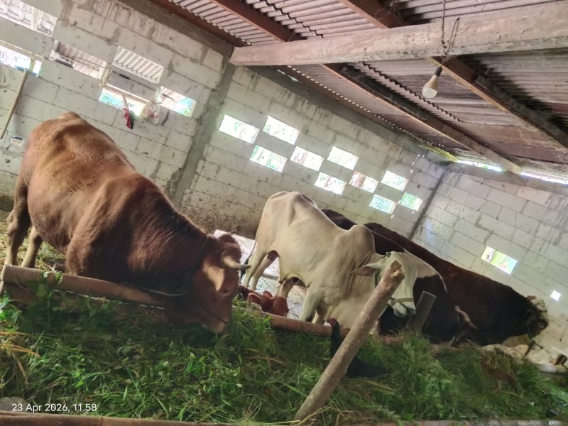 Sapi qurban