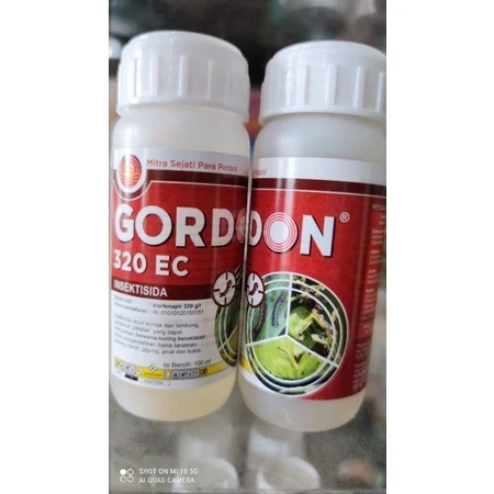 Gordon 100ml