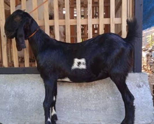 kambing hitam