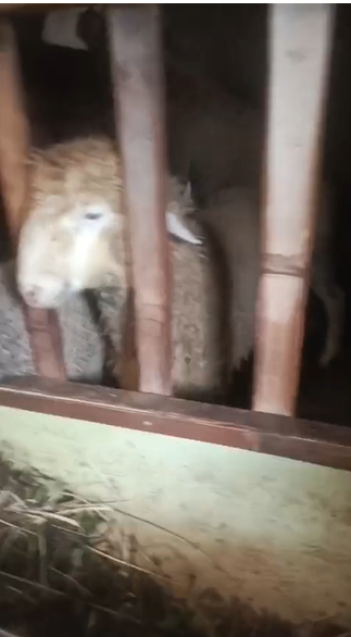 domba qurban req
