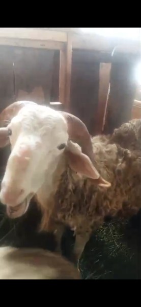 Kambing kurban