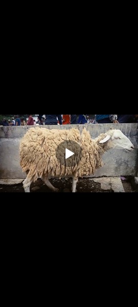 domba qurban betina