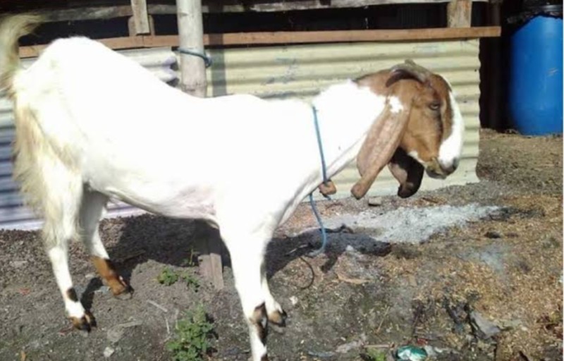 Kambing jawa randu