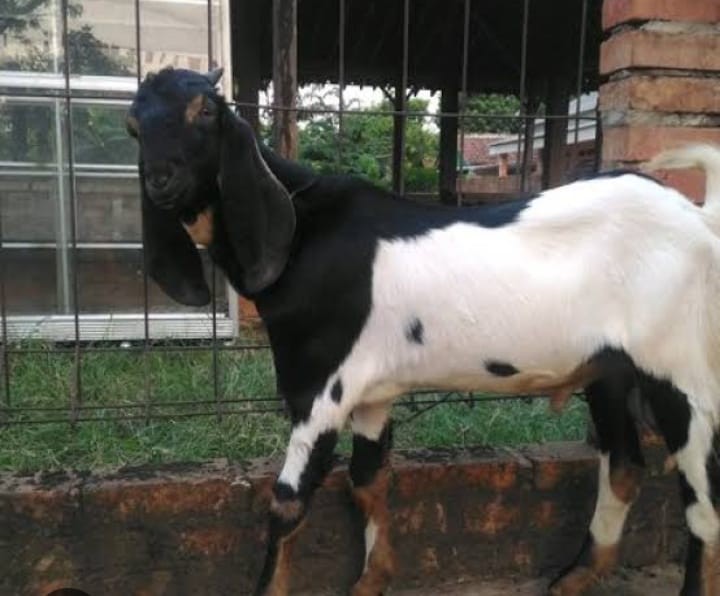 kambing jawa