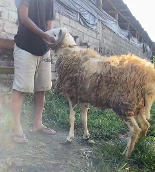 Kambing