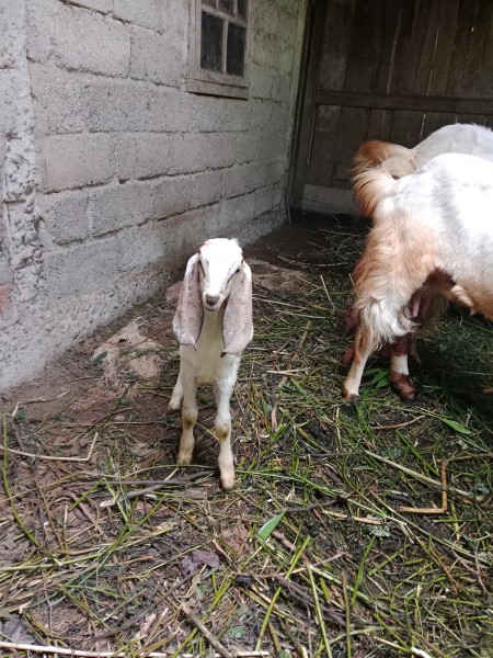 Kambing anakan ( cempe)