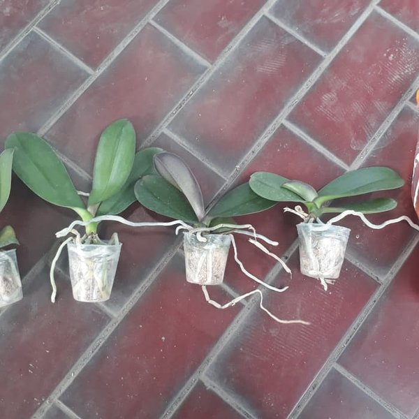 bibit angrek bulan putih