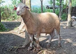 domba super , murah