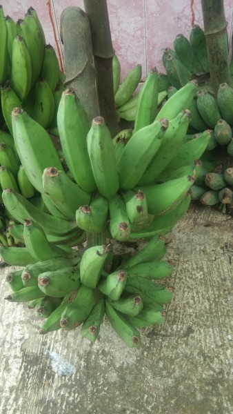 Pisang