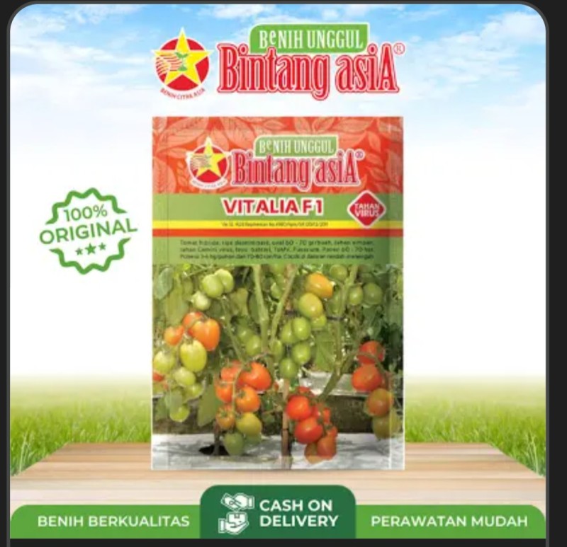 Benih Biji Tomat Vitalia F1
