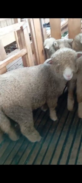 Merino jantan umur 6 bulan