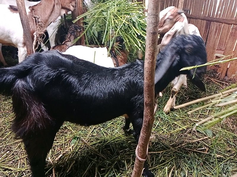Kambing Jawa bakal indukan