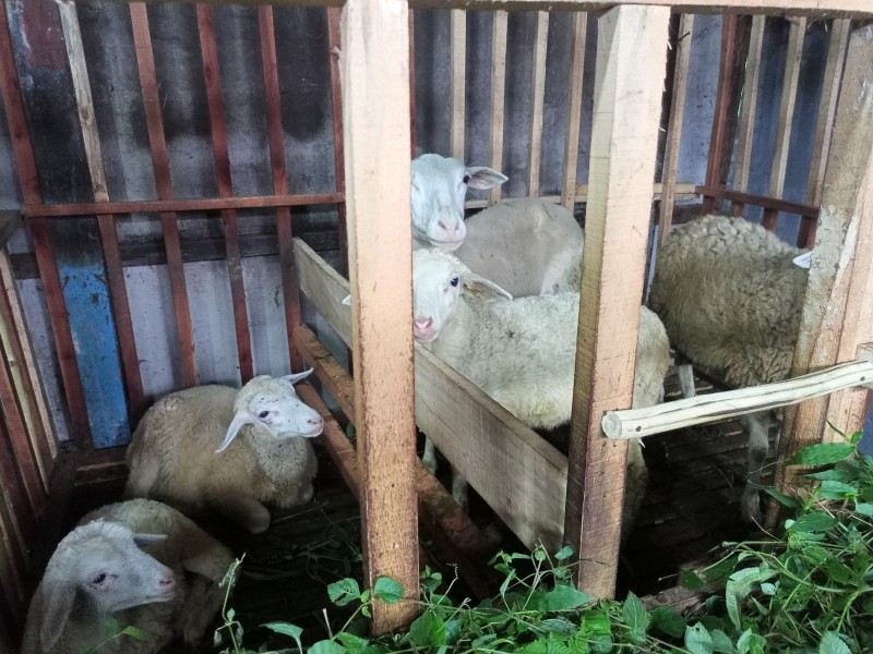 Kambing domba ( gembel )