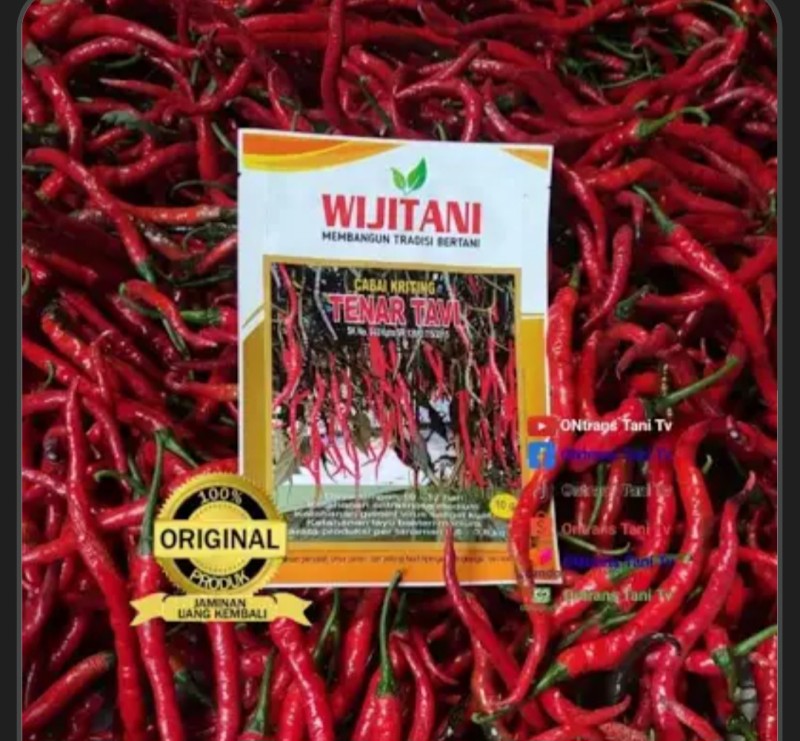 Benih Cabe Kriting TENAR