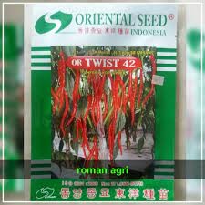 benih cabai 42