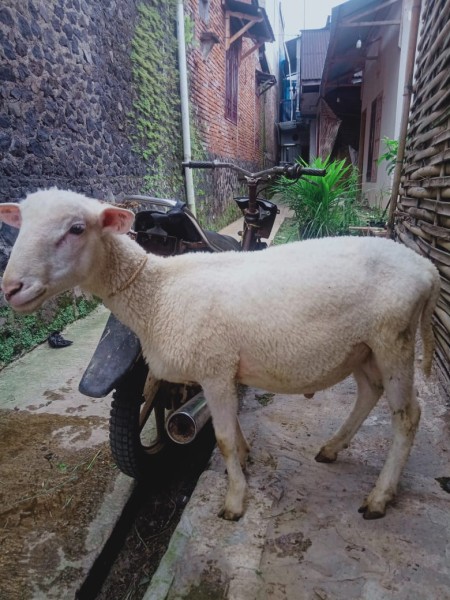 Kambing domboa pejantan