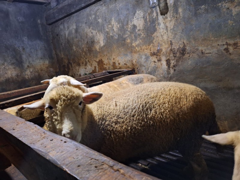 jamal ternak dan pertanian